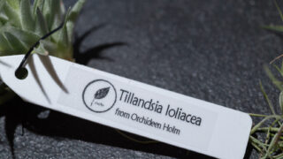 【園芸 オリジナルタグ】テプラでロゴ入りのタグを作り植物の管理を楽しむ