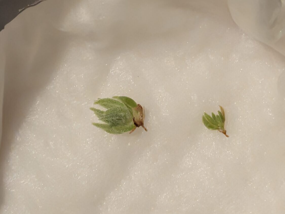 無菌瓶1の培地に乗っていなかった株が最も調子いい.jpg