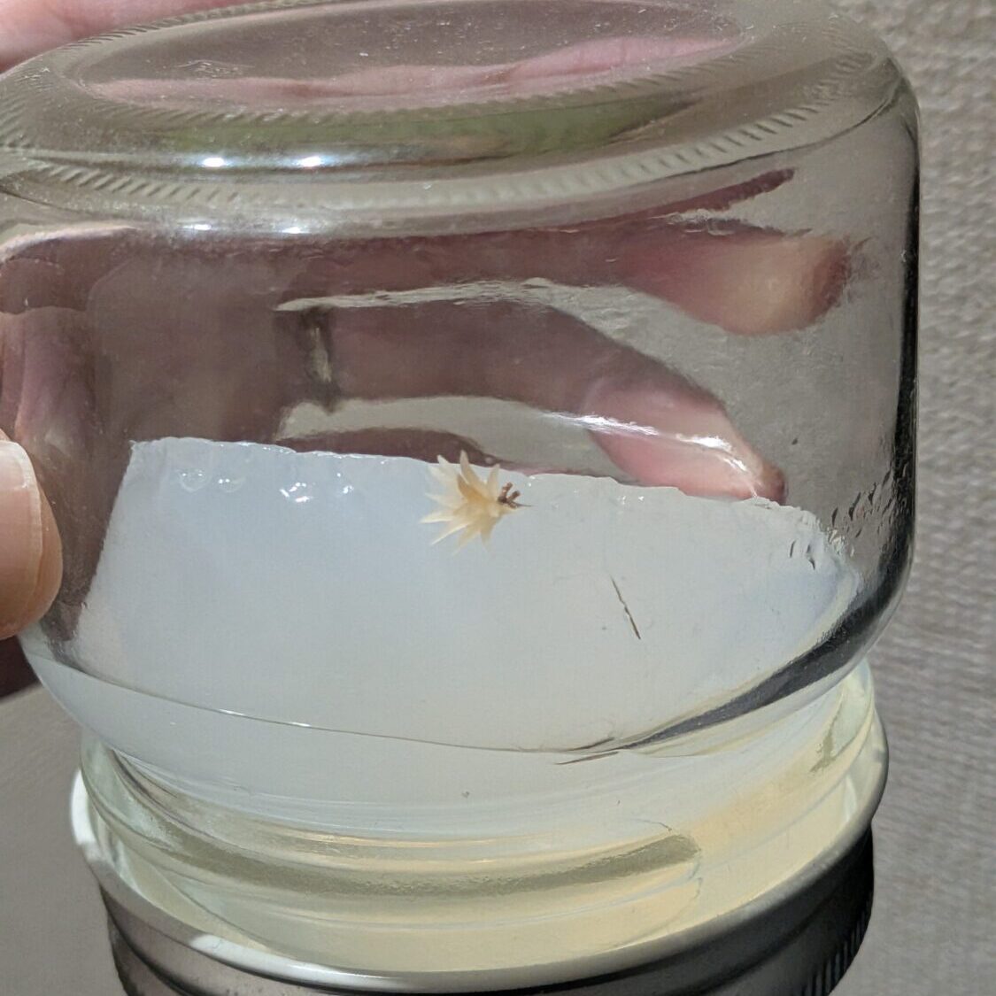 無菌瓶-3 中で枯れた.jpg