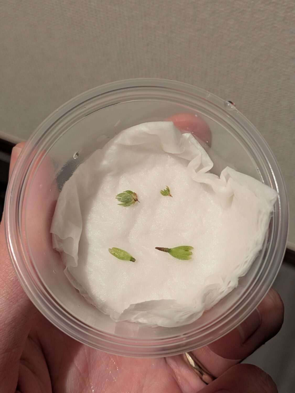 無菌瓶1と2の株取り出し.jpg